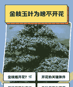 金叶玉叶为什么不开花