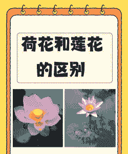 和莲花对比的话是什么花