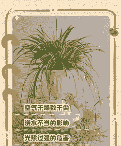 金边吊兰干尖是缺什么