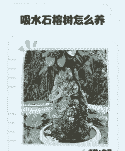 榕树如何在上水石上养