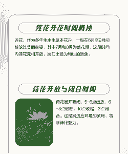 荷花开放叫什么时候