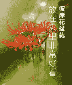 北方怎么养曼珠沙华