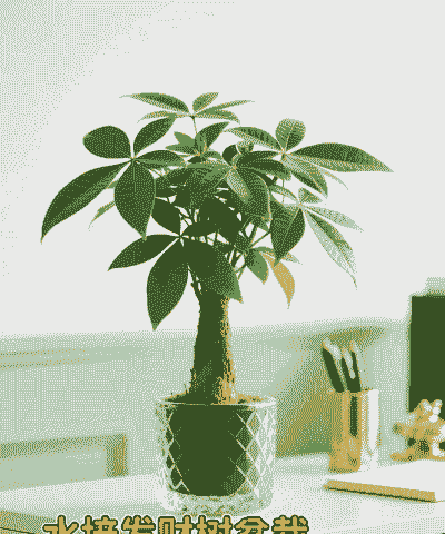 发财树浇什么水长得最旺