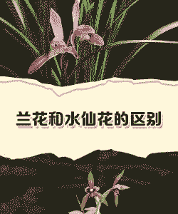 像水仙花的兰花是什么