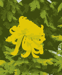 菊花盆栽花为什么都黄了