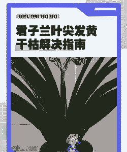 君子兰干枯了怎么补救