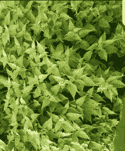 腥水灌茉莉是什么意思