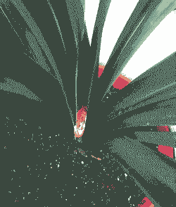 君子兰夹箭是什么现象