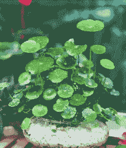 金钱草开什么颜色的花