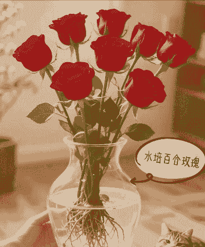 玫瑰花怎么插水能活