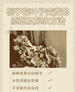 草本植物叶子变黄为什么