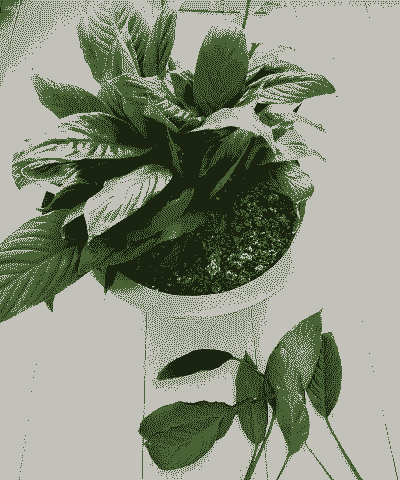 白掌花剪掉后施什么肥料