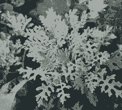 一种植物银什么菊