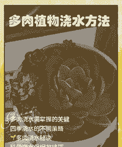 刚移植的肉肉怎么浇水