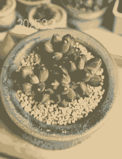 千代田之松跟什么很像