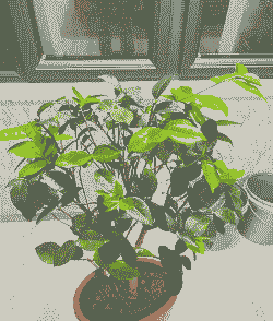 香妃花换盆后怎么浇水