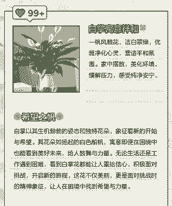 一帆风顺植物代表什么