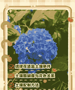 绣球花对土有什么要求
