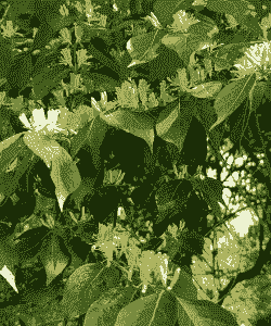 金银花树是什么样子的