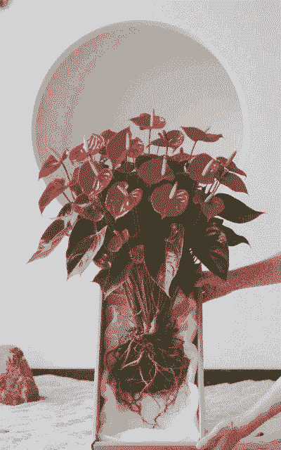 水培红掌施什么肥比较好