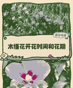 木槿花是什么时候移栽好