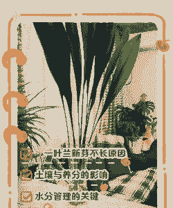 一叶兰为什么不肯长新芽