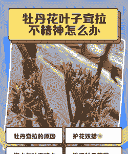 牡丹花叶子耷拉怎么办