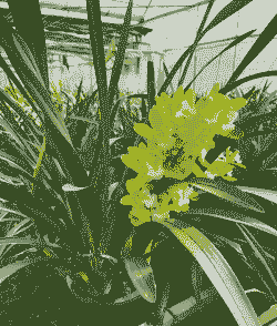 蕙兰长在什么地方