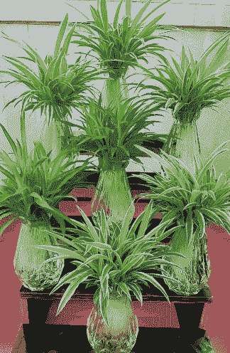 水培吊兰养殖方法有哪些