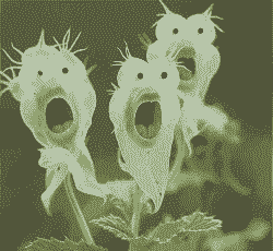 什么花可以贱样