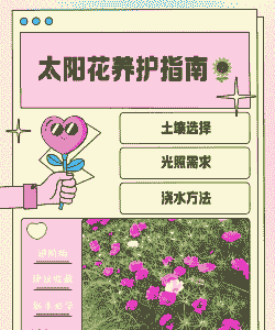 太阳花什么季节入手