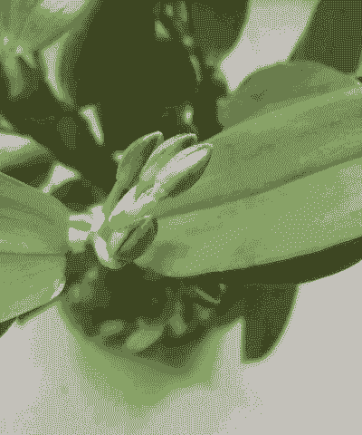 养花专家” 养花专家”