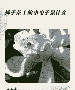栀子花上的虫子是什么 栀子花上的虫子是什么