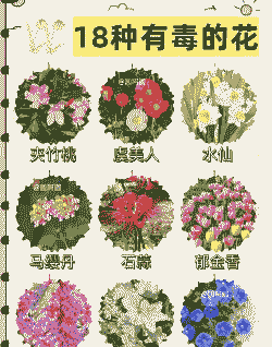 这个叫什么花有没有毒 这个叫什么花有没有毒