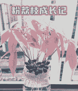 荔枝壳 养花 荔枝壳 养花