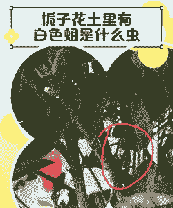 栀子花上的虫子是什么 栀子花上的虫子是什么