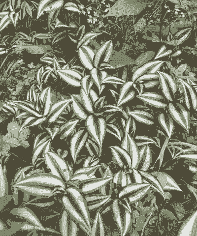 紫叶吊竹梅什么时候开花