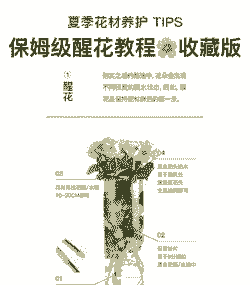 如何认真养花的人