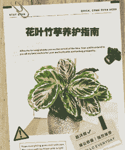 怎么养花卉竹芋