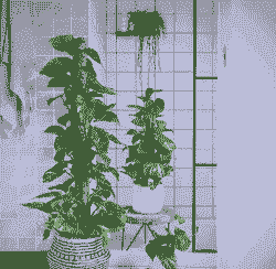 柱子上面养花好吗