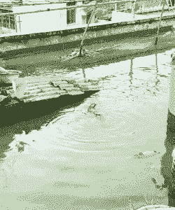 楼顶养花鲢草鱼