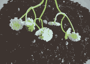 养花用哪种蚯蚓