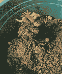 水泡过的土养花