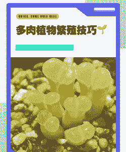 植物肉多多怎么繁殖 植物肉多多怎么繁殖