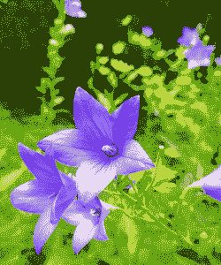 北方的夏天有什么花