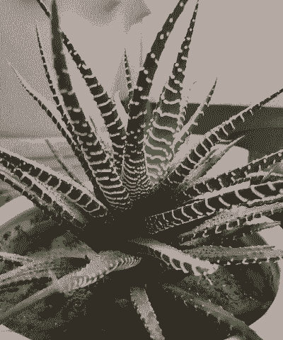 班马芦荟怎么变黑