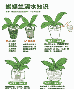 盆栽蔬菜需要怎么浇水