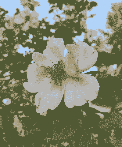 刺玫又叫什么花