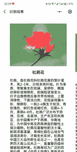 杜鹃花代表什么花语