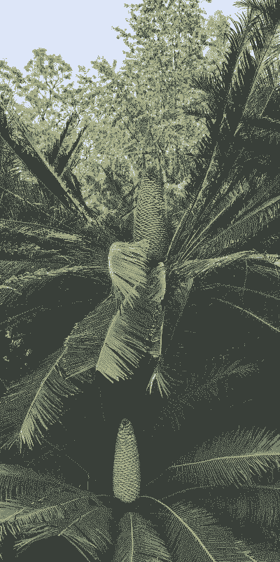 苏铁每年开花有什么寓意